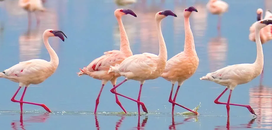 Lucini Surgical Concept Massimo Valore nella Procedura Chirurgica