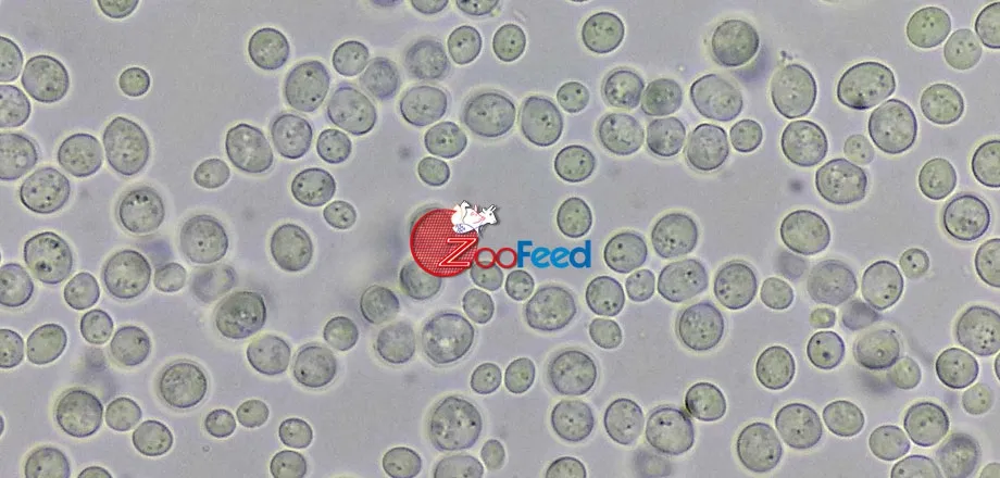 ZooFeed Esperienza Trentennale